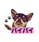 2チワワ（個別スタンプ：11）