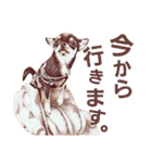 2チワワ（個別スタンプ：13）