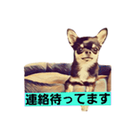 2チワワ（個別スタンプ：15）