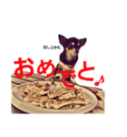 2チワワ（個別スタンプ：30）