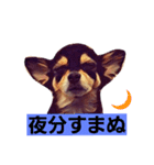 2チワワ（個別スタンプ：31）
