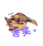 2チワワ（個別スタンプ：33）