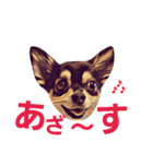2チワワ（個別スタンプ：37）