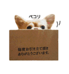 わんこ店長momo 1（個別スタンプ：12）