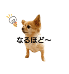 わんこ店長momo 1（個別スタンプ：17）