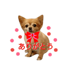 わんこ店長momo 1（個別スタンプ：20）