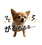 わんこ店長momo 1（個別スタンプ：22）