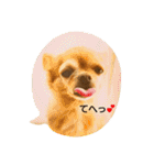 わんこ店長momo 1（個別スタンプ：28）