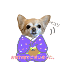 わんこ店長momo 1（個別スタンプ：40）