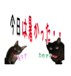 ★りある黒猫★夏仕様(デカ文字)（個別スタンプ：6）