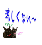 ★りある黒猫★夏仕様(デカ文字)（個別スタンプ：13）