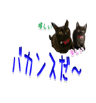 ★りある黒猫★夏仕様(デカ文字)（個別スタンプ：15）