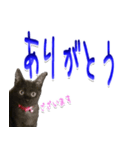 ★りある黒猫2★(デカ文字)～親子編～（個別スタンプ：34）
