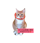 レオとココアからハートのメッセージ❤️（個別スタンプ：7）