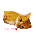 レオとココアからハートのメッセージ❤️（個別スタンプ：11）