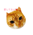 レオとココアからハートのメッセージ❤️（個別スタンプ：12）