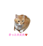 レオとココアからハートのメッセージ❤️（個別スタンプ：15）