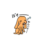 Chocolate of toy poodle good（個別スタンプ：3）
