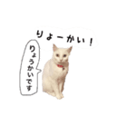 白猫みぃーちゃん（個別スタンプ：4）