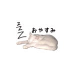 白猫みぃーちゃん（個別スタンプ：6）