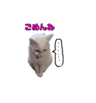 白猫みぃーちゃん（個別スタンプ：8）