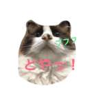 いぬ＆ねこ！（個別スタンプ：14）