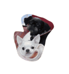 二匹のわんこです（個別スタンプ：3）
