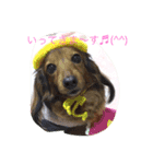 ミニチュアダックスチョコ（個別スタンプ：3）