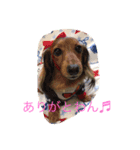 ミニチュアダックスチョコ（個別スタンプ：8）