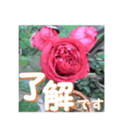 薔薇の花♡RPdR2・挨拶メッセージ（個別スタンプ：1）