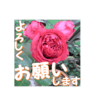 薔薇の花♡RPdR2・挨拶メッセージ（個別スタンプ：2）