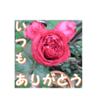 薔薇の花♡RPdR2・挨拶メッセージ（個別スタンプ：3）