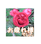 薔薇の花♡RPdR2・挨拶メッセージ（個別スタンプ：4）