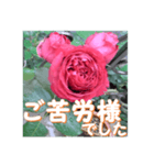 薔薇の花♡RPdR2・挨拶メッセージ（個別スタンプ：5）