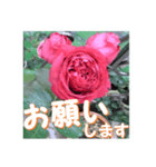 薔薇の花♡RPdR2・挨拶メッセージ（個別スタンプ：6）