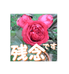 薔薇の花♡RPdR2・挨拶メッセージ（個別スタンプ：7）