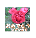 薔薇の花♡RPdR2・挨拶メッセージ（個別スタンプ：8）