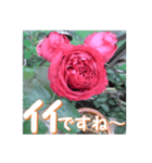 薔薇の花♡RPdR2・挨拶メッセージ（個別スタンプ：9）