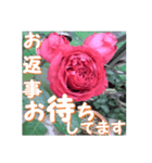 薔薇の花♡RPdR2・挨拶メッセージ（個別スタンプ：10）