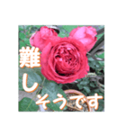 薔薇の花♡RPdR2・挨拶メッセージ（個別スタンプ：12）