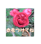 薔薇の花♡RPdR2・挨拶メッセージ（個別スタンプ：13）