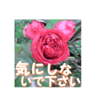 薔薇の花♡RPdR2・挨拶メッセージ（個別スタンプ：14）