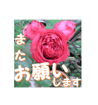 薔薇の花♡RPdR2・挨拶メッセージ（個別スタンプ：15）