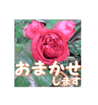 薔薇の花♡RPdR2・挨拶メッセージ（個別スタンプ：16）