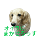 じいくの助《ちょっとカッコつけ》（個別スタンプ：1）