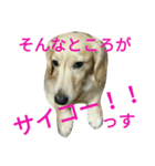 じいくの助《ちょっとカッコつけ》（個別スタンプ：2）