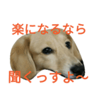 じいくの助《ちょっとカッコつけ》（個別スタンプ：4）