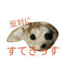 じいくの助《ちょっとカッコつけ》（個別スタンプ：6）