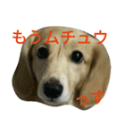 じいくの助《ちょっとカッコつけ》（個別スタンプ：8）