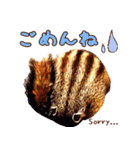 シマリスのスピカ（個別スタンプ：13）